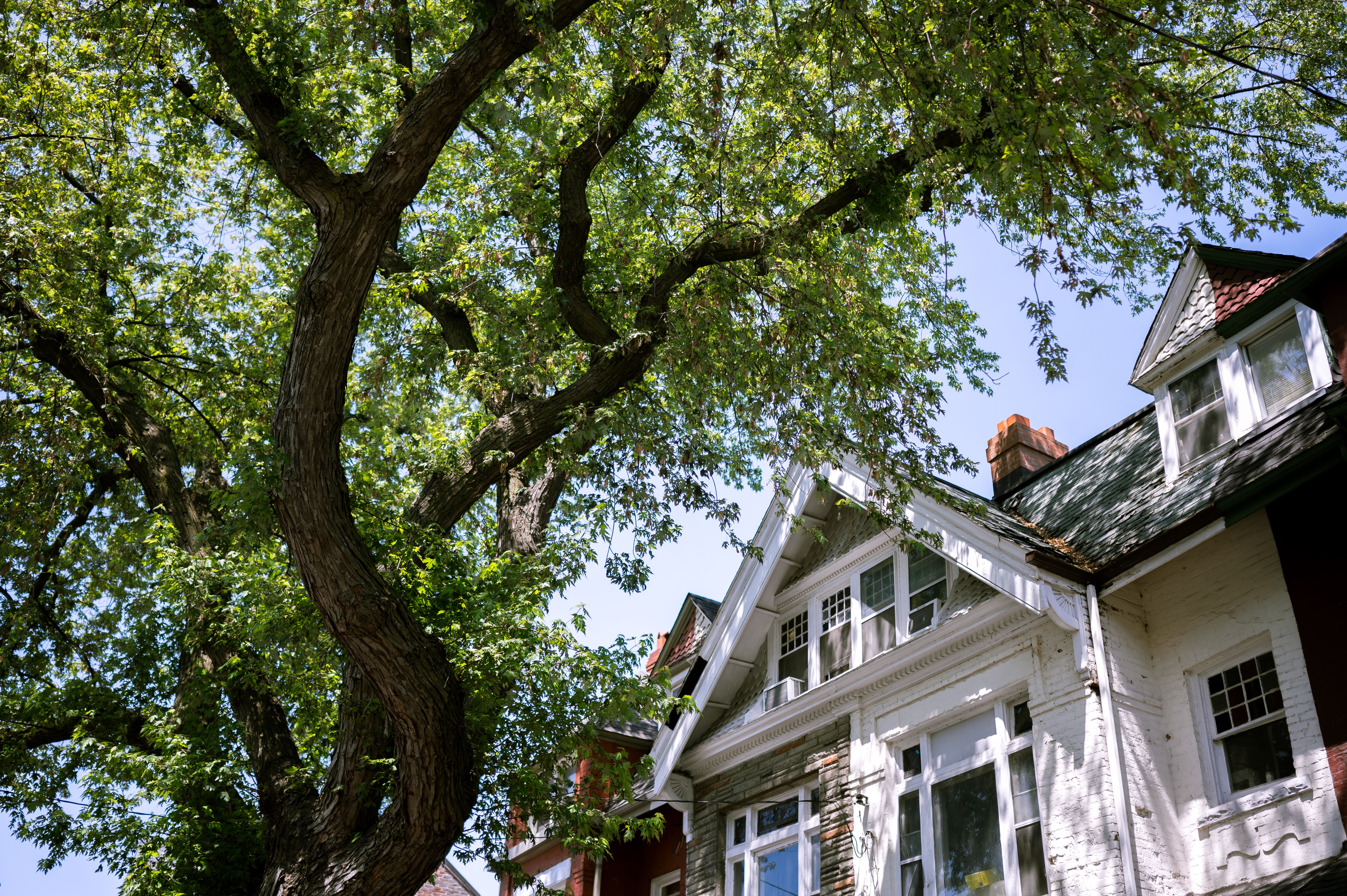 Riverton tree service professionals