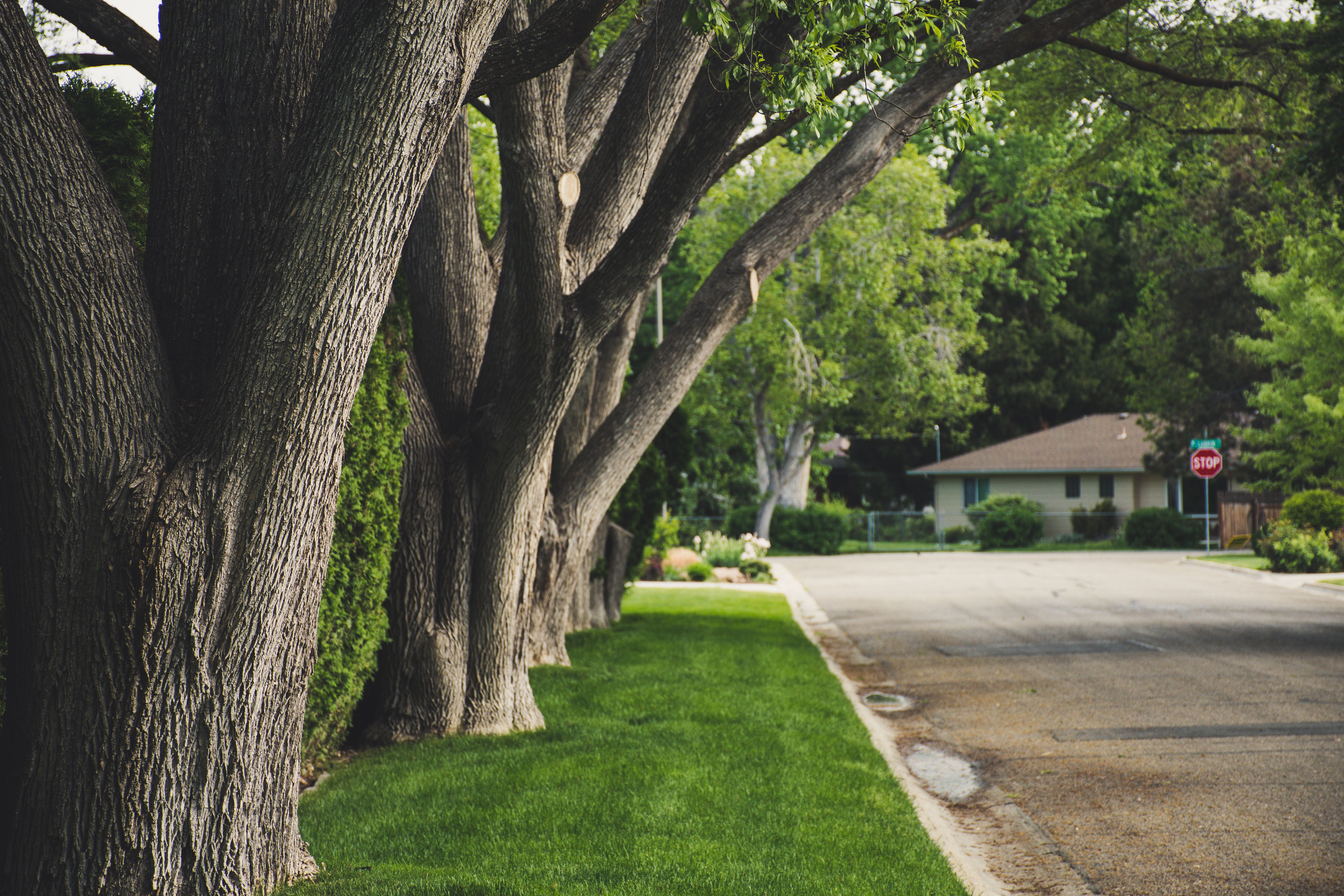 Draper tree service professionals