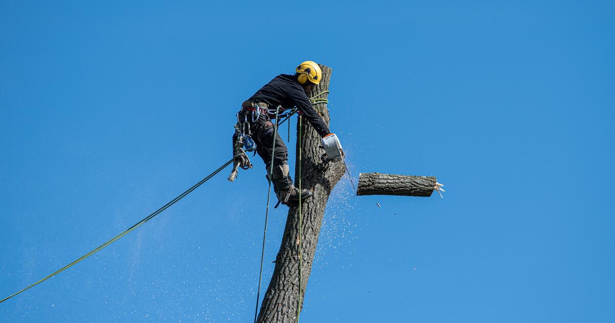 Tree Service Taylorsville professionals at work
