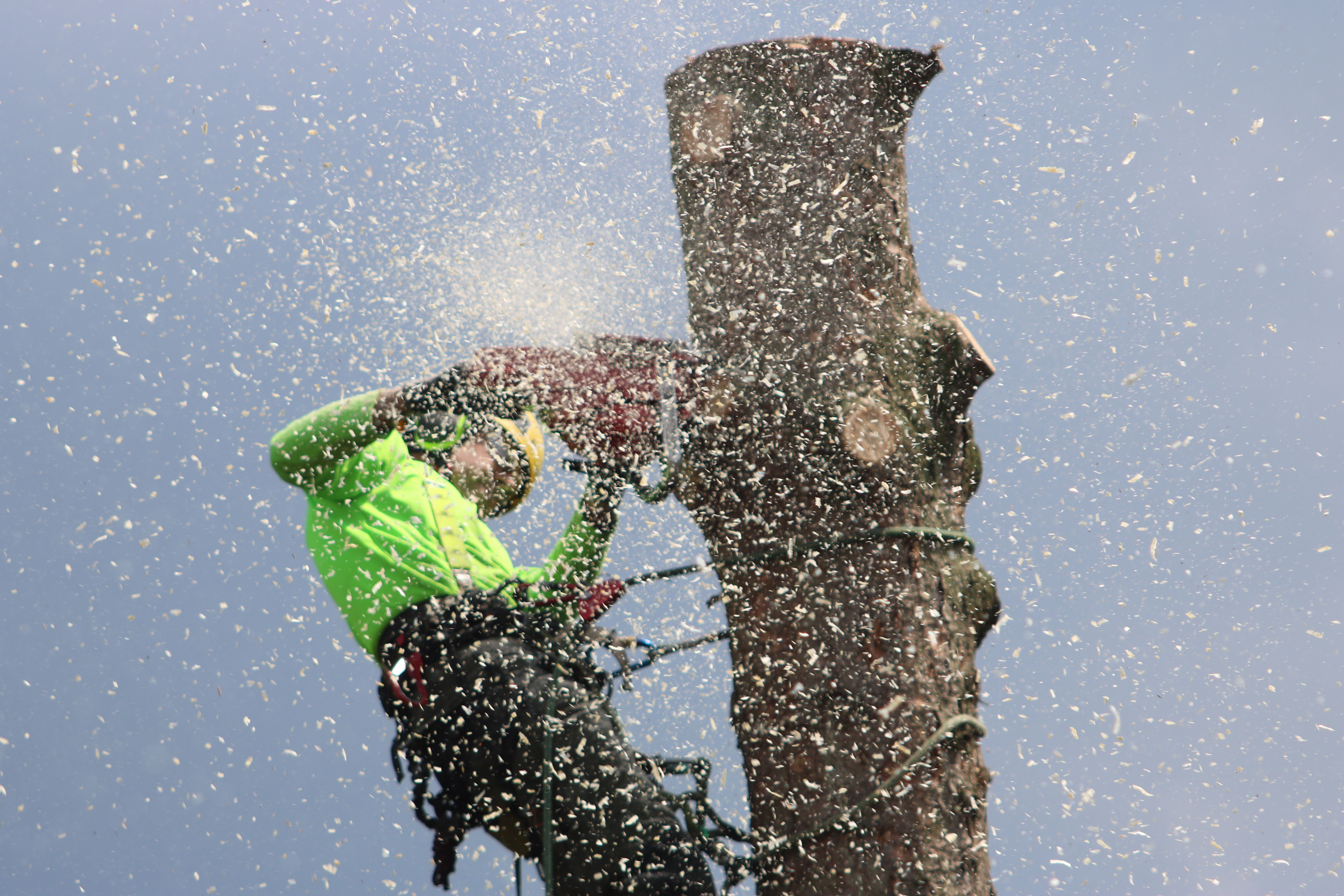 Tree removal in progress