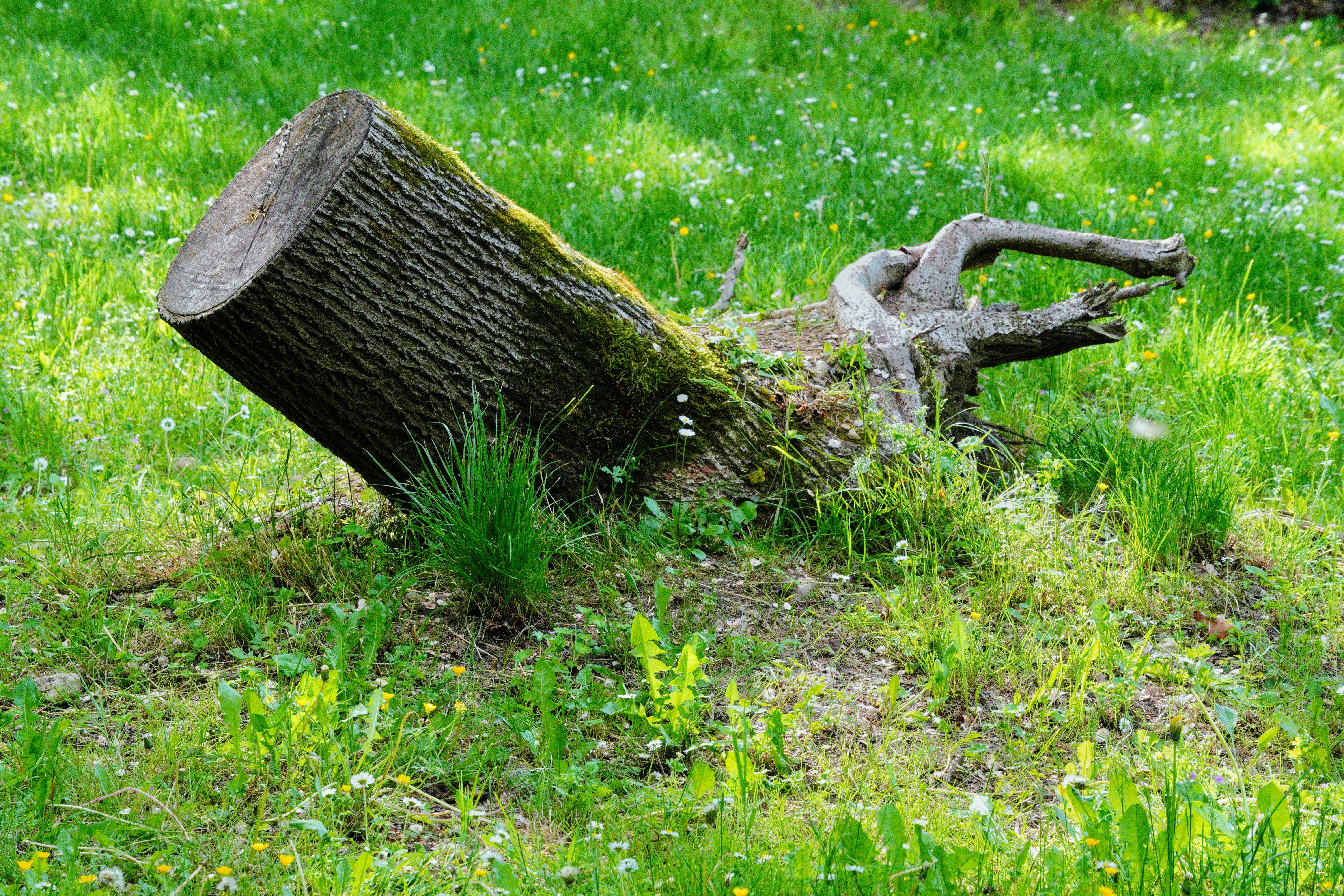 Stump grinding machine at work