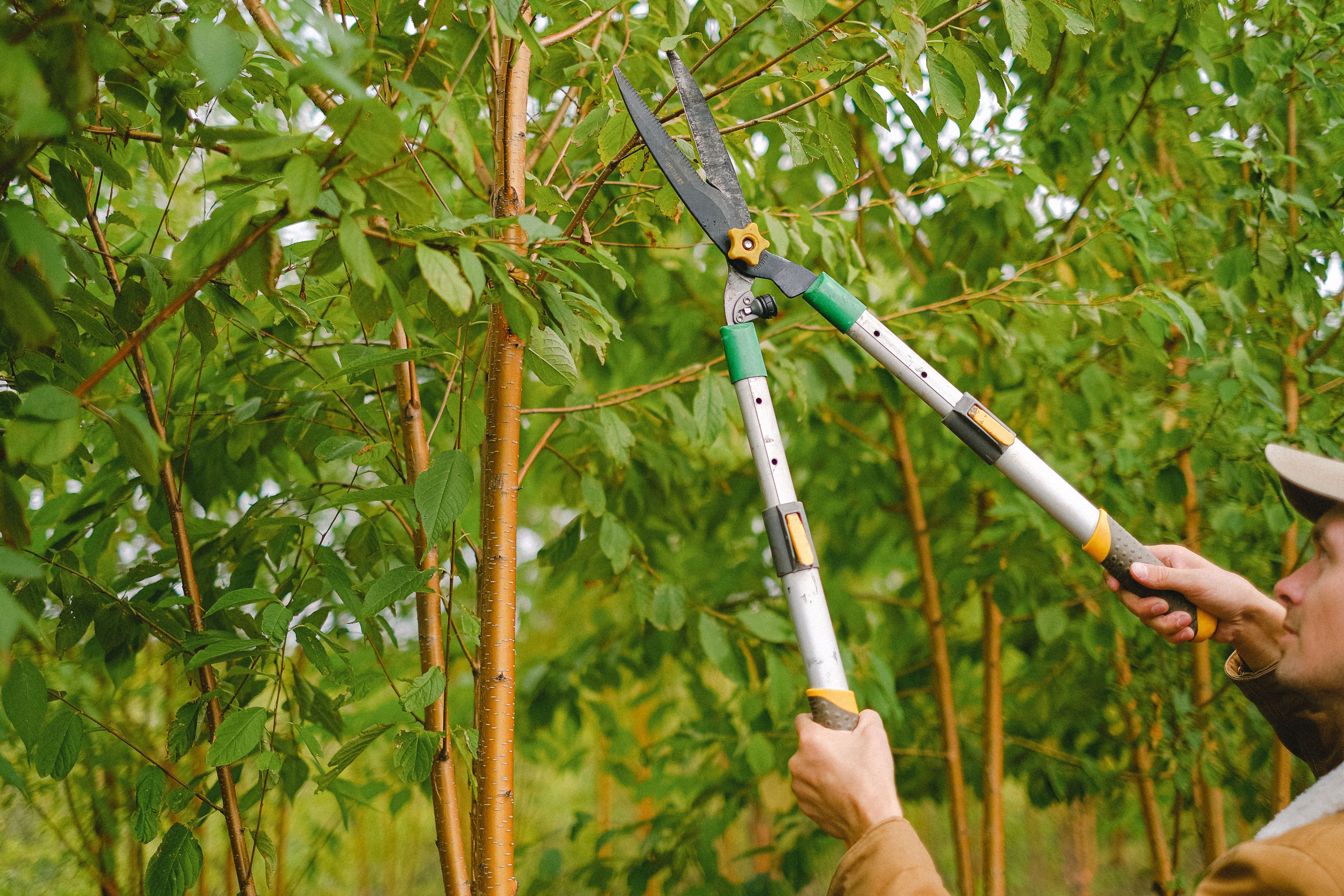 Tree trimming in progress