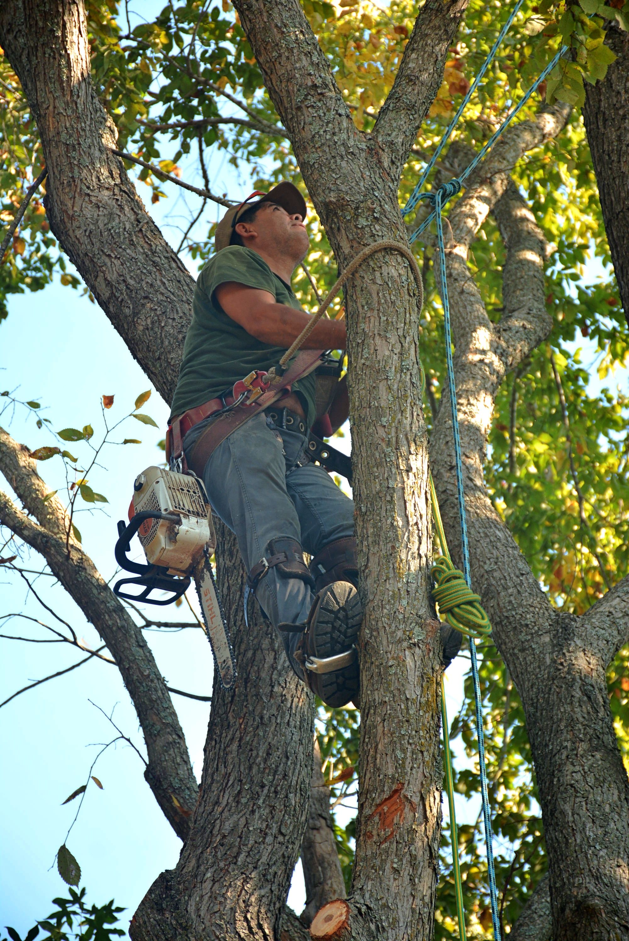 Tree Service Taylorsville professional team